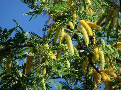 Mesquite Catkins
